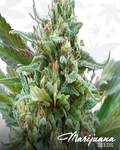 Golden Strawberry