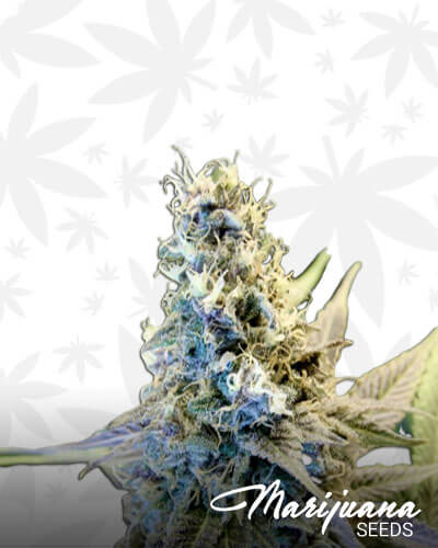 Golden Temple Kush