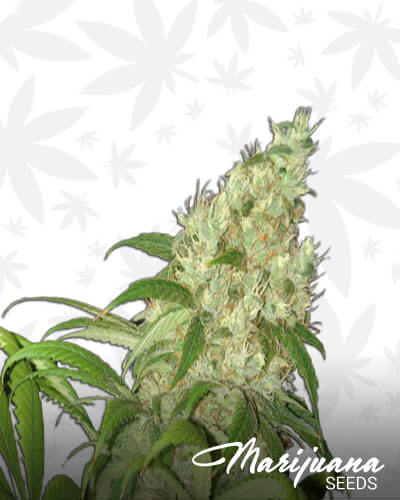 Golden White Grapefruit