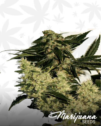Goldenskunk