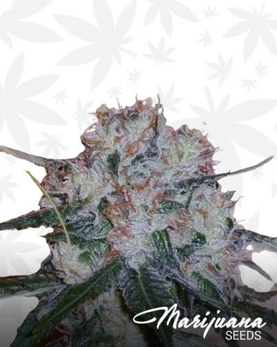 Gorilla Amnesia