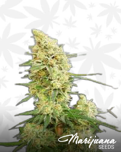 Gorilla Banana