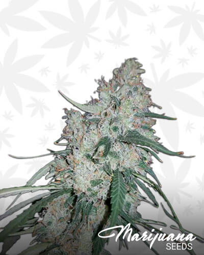 Gorilla Bomb