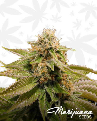 Gorilla Breath F2