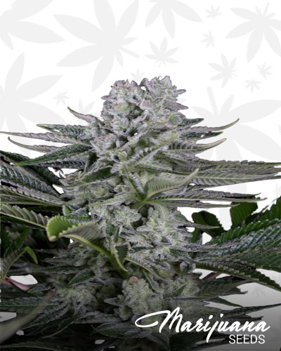 Gorilla CBD