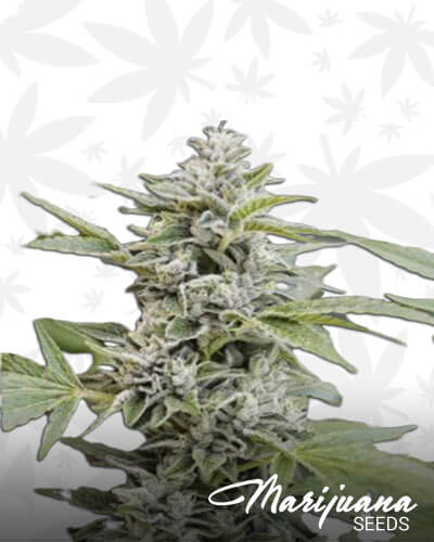 Gorilla Candy