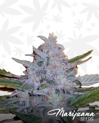 Gorilla Critical