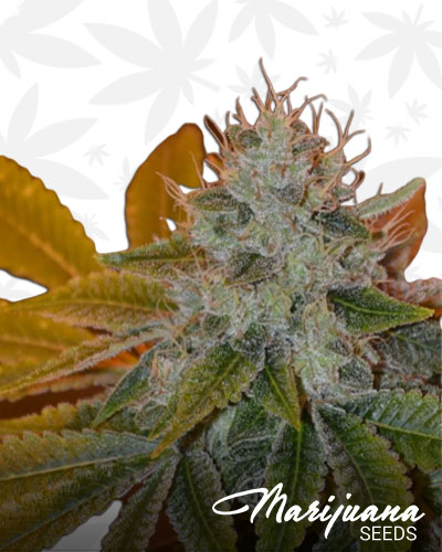 Gorilla Dawg