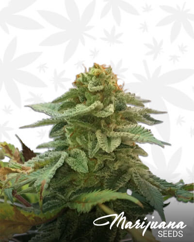 Gorilla G
