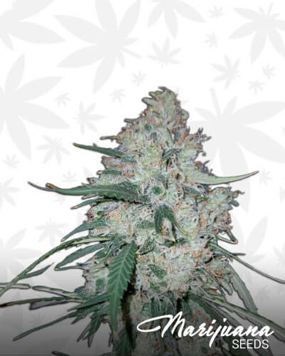 Gorilla Gas