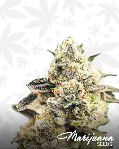 Gorilla Ghost