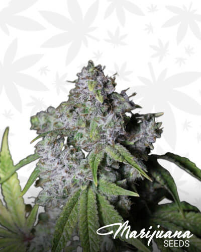 Gorilla Glue 4 on Fire