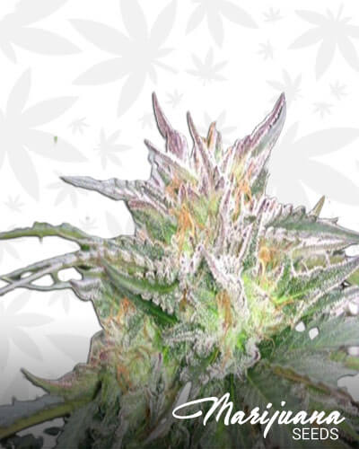 Gorilla Glue 4 x Monster Cookies