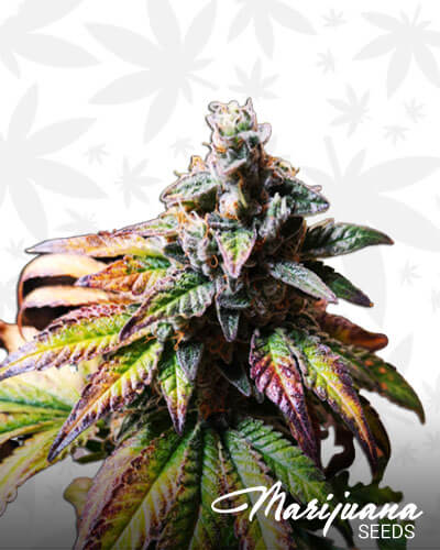 Gorilla Glue 4