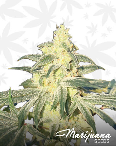 Gorilla Glue BX
