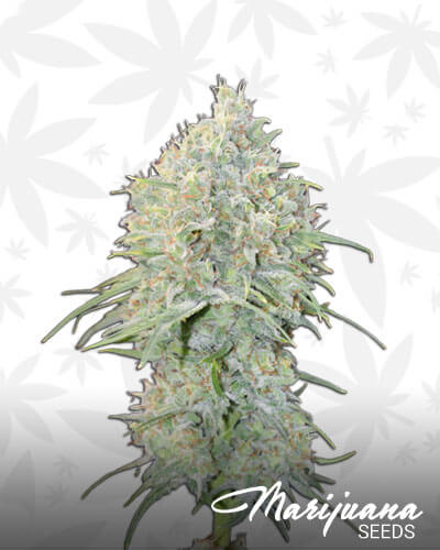 Gorilla Glue XL