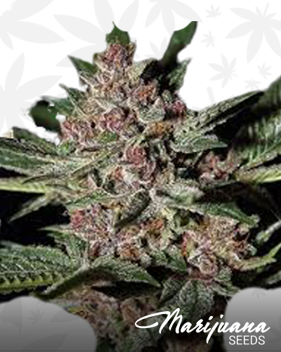 Gorilla Glue x Bubba Kush