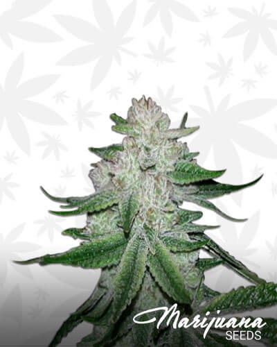 Gorilla Glue