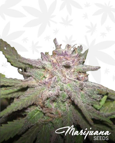 Gorilla Grape Gush