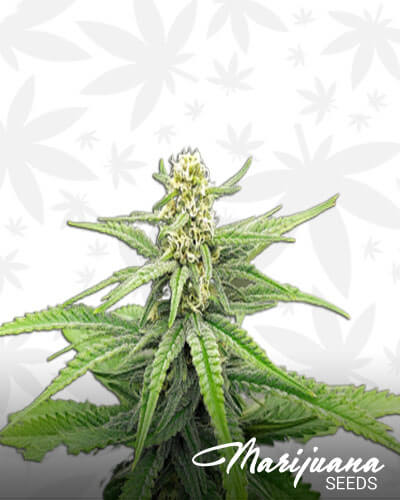 Gorilla Haze