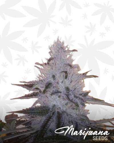 Gorilla Kinder