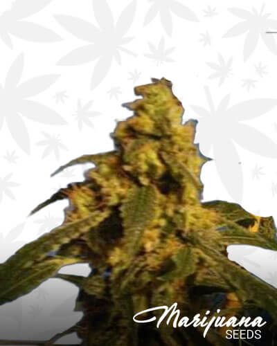 Gorilla King