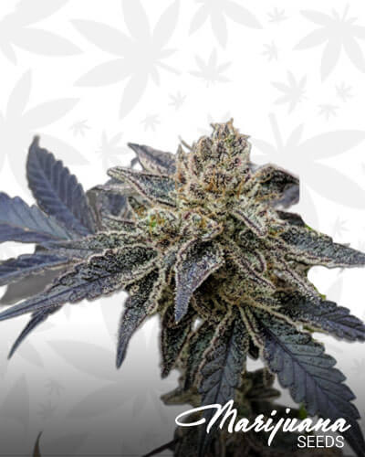 Gorilla Nut