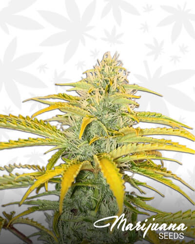 Gorilla OG