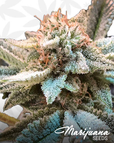 Gorilla Puff