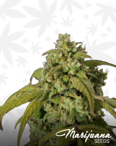 Gorilla SFV OG