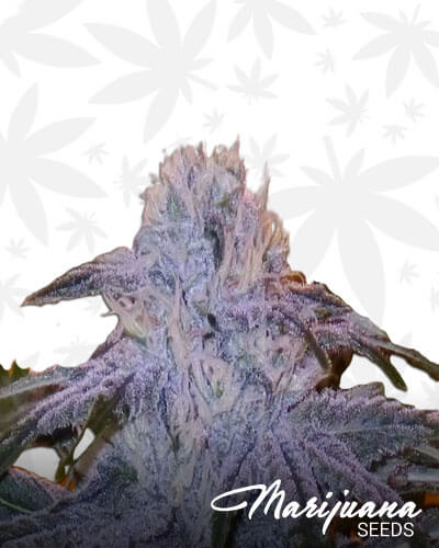 Gorilla Strawberryback