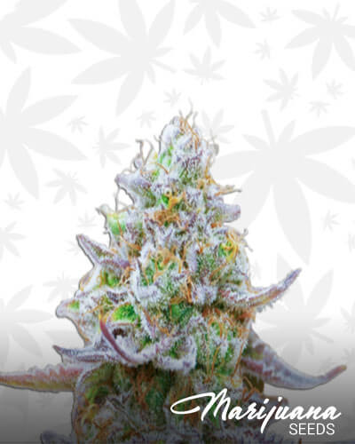 Gorilla Zkittlez