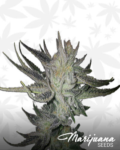 Gorrila Glue 4 x White Widow