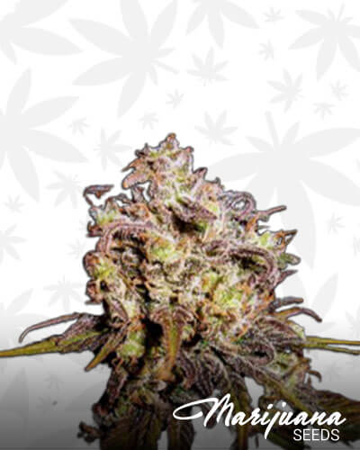 Gran Flora