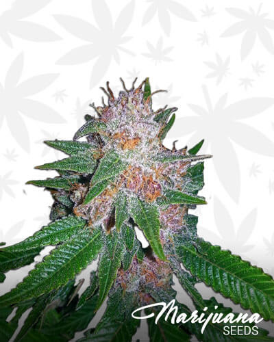 Grand Daddy Pink