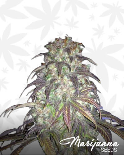 Grand Daddy Platinum PurpBerry Cookies