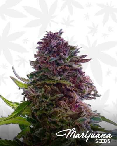 Grand Daddy Purple
