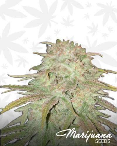 Grand Daddy’s Tangerine