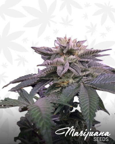 Grand Master Kush