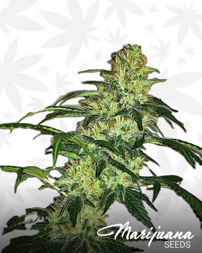 Grand OG Aka f4 – ROOR Grand OG
