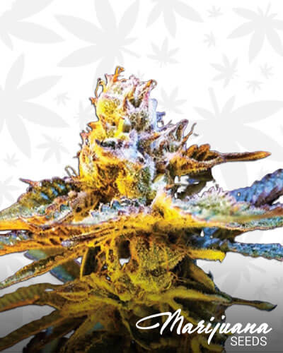 Grandaddy Black