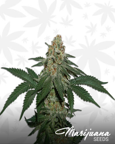 Grandaddy Confidential Aka Grandaddy Confidential Kush