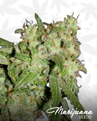 Grandaddy Haze