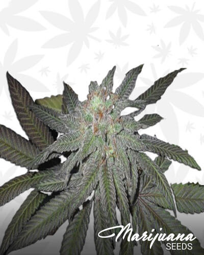 Grandaddy Purple S1