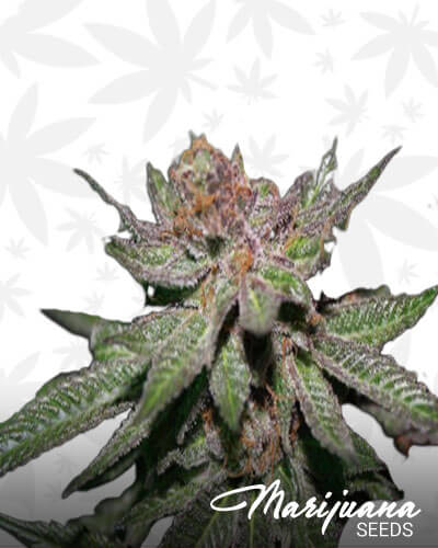 Granddaddy BX