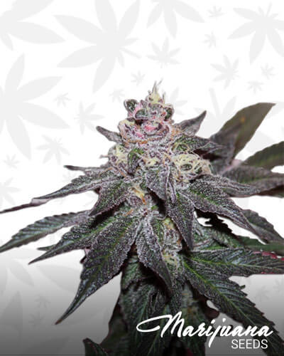 Granddaddy Breath