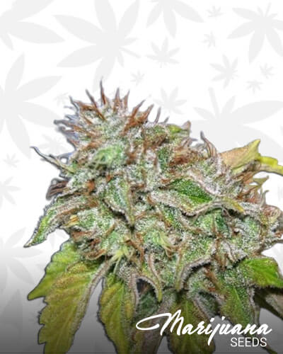 Granddaddy Confidential