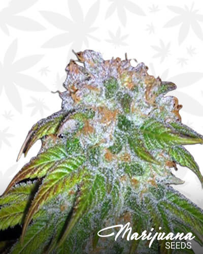 Granddaddy Grape