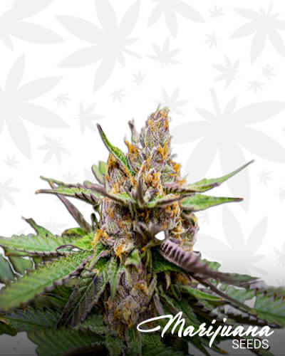 Granddaddy’s Gold