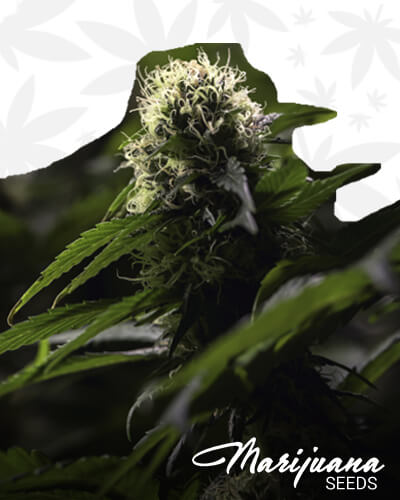 Grandmas Skunk 1